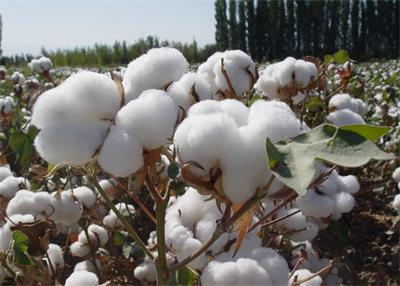 Cotton futures prices continue to rise