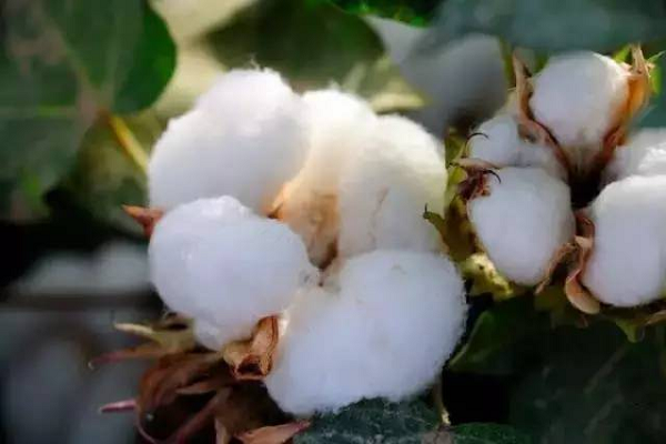 How to make cotton cloth from cotton?