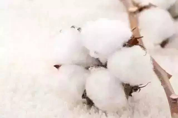 Influence of raw cotton quality on textile product quality